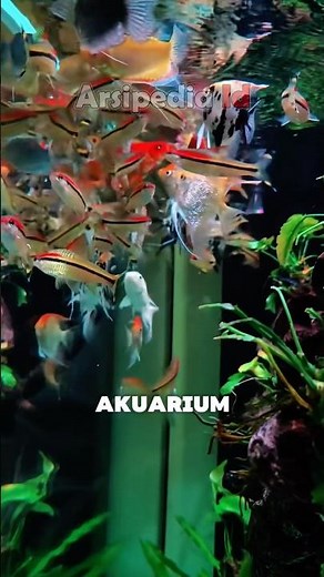 Bringing together various types of beautiful ornamental fish in an aquarium with turtles #freshwa...
