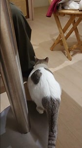 哈姆雷特貓貓熊