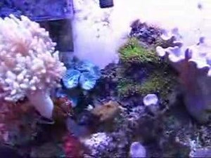 soft coral reef tank