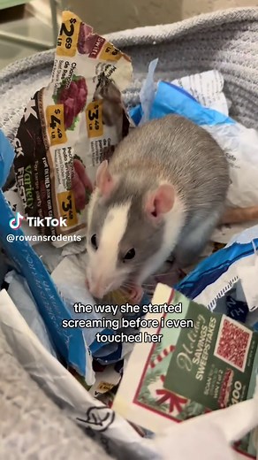 she’s so dramatic edit: for the people worried, yes she does have a chronic respiratory condition that we get treated regularly #rats #petrats #smallanimals #smallpets
