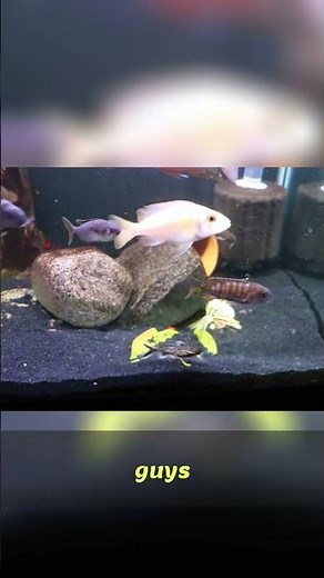 Synodontis Petricola: Adorable Dwarf Catfish for Your Tank!