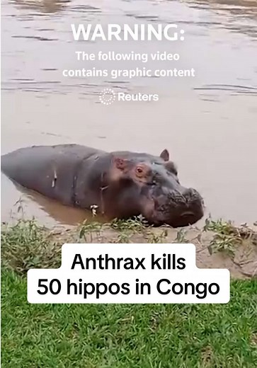 At least 50 hippos and other large animals have been killed by anthrax poisoning in eastern Congo's Virunga National Park and have been spotted floating along a major river that feeds one of Africa's great lakes, the head of the park said on April 8. This report contains graphic content. #hippos #anthrax #poisoning #animals #congo #wildlife