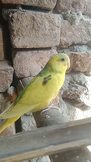 Buggie 🥺 ll #sad #cry