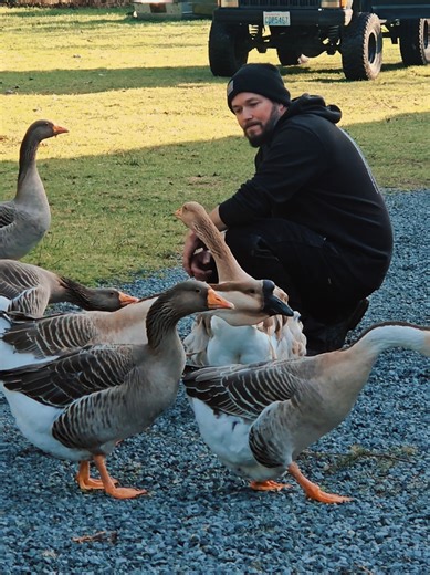 Always Gem with the bite & twist ♡ #geese #goose #sunday #fyp #fypシ | geese
