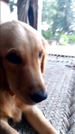 Apna Time Aayega ✅😂 #comedy #funny #cutebaby #love #likes #subscribemychannel #likeandsubscribe