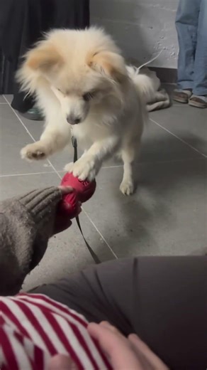 #roblox #funny #games #adoptme #storytime #ரோப்லாக்ஸ் #سايمون_يقول