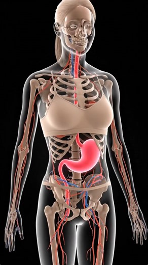 What Happens To Your Body If You Swallow Apple Seeds (Cyanide Warning!) 🍎⚠️ | See Within