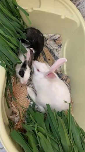 Why do female rabbits fight?#shorts2022#bunny #rabbit