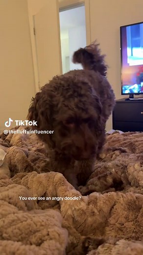 The Hilarious Side of an Angry Doodle