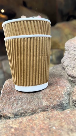 PET STATION on Reels