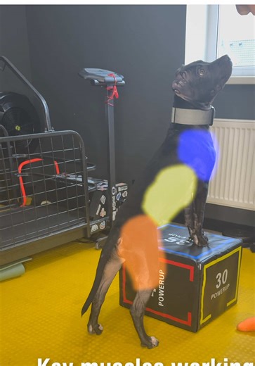 Most puppies move using their front legs. But real body control starts from the rear. That’s why exercises like the Pivot Drill are so important in early training. This simple drill helps puppies develop: • rear end awareness • stronger rear muscles • core stability • better balance and coordination These foundations are essential for any athletic dog — whether it’s dog sports or simply healthy movement. Hanzo is just beginning his journey in the From Puppy to Athlete series. We’re building thes