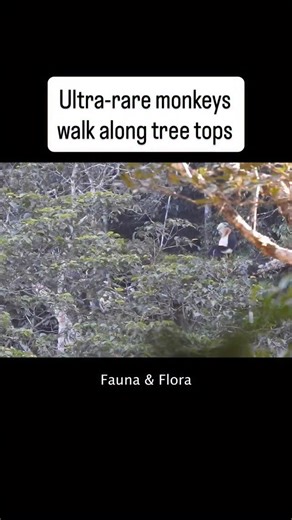 The Tonkin snub-nosed monkey—a macaque with a blue face and puffy lips—is one of the most endangered primates in the world, with just 160 living in a conservation area in Vietnam. But there was good news recently for these primates, as a survey found their population stable. | Popular Science