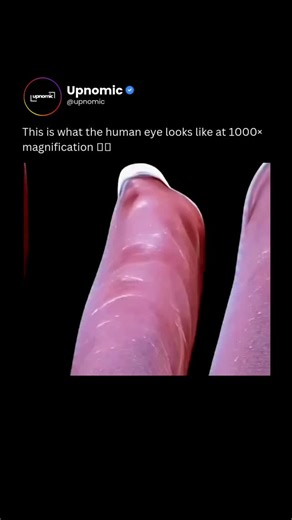 BUSINESS | TECH | NEWS on Instagram: "At 1000× zoom, the human eye stops looking human and starts looking alien. 🤯🧬 This extreme close-up reveals the microscopic landscape of the human eye, where ridges, fibers, and textures emerge that are completely invisible to the naked eye. What appears smooth in everyday life is actually a complex biological surface shaped by layers of tissue, moisture, and light-responsive structures. At this scale, you’re seeing how the eye manages light absorption, re