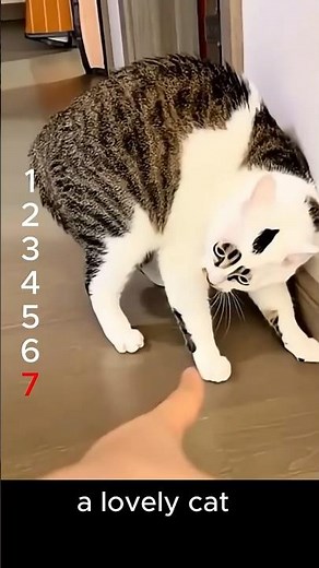 Are cats alien friends? Is your cat friend an alien #cat #weightloss #funny #pets