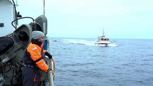 Vem conhecer mais sobre a pesca do #oautêntico #bacalhaudanoruega, o Gadus morhua. A Vida na Noruega te mostra. Vem assistir! | Bacalhau da Noruega