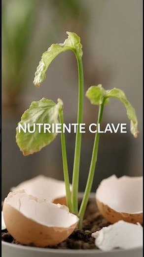 Eggshell Water for Plants: Natural Calcium #homegarden #plants #insecticide #garden