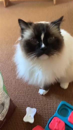 Ditch the Stressful Bath! DE Flea Treatment for Cats with a Powder Puff #catcare #diatomaceousearth #fleas #cathealth #naturalpetcare #dewormer #catsofinstagram #instacat In this video, I show you a simple way to apply Diatomaceous Earth on a cat for fleas. Diatomaceous Earth is a great way to get rid of fleas on cats quickly, naturally, and easily! Food-grade diatomaceous earth helps to get rid of the fleas and flea eggs in their In this video, I show you a simple way to apply Diatomaceous Eart