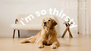 Vacqueen智能宠物饮水器三维CG动画