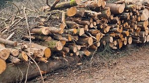 Shot of a neatly stacked pile of healthy tree trunks, harvested for the Swiss wood industry, in the Bremgarten Forest near Bern on an overcast spring day