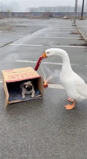 Mischievous Goose Puts Firecracker in Doghouse, Chaos Erupts! (Goose vs. Dog) #Goose #Dog #Prank