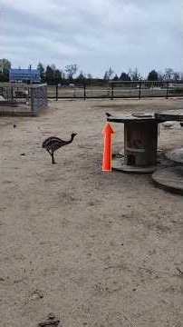 The Funniest Bird Rage Moments Ever Caught #shorts
