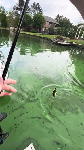 The speed clip and Tide Walker Jr combo is deadly #topwaterco #catchingfish #angler #lures