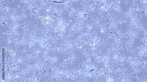 Living organic background: visual art created on a microscope slide using living microorganisms.