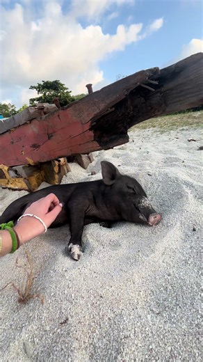 Discover Pig Island in Koh Samui: A Unique Experience