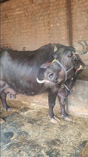 Real Buffalo Sound 🐃 | Powerful Buffalo Voice | Village Animal Sound | Relaxing Nature Vibes 🌿