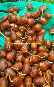 Putting acorns into water to tell if they are good, if they float, they are probably bad. You can see that most of the ones in this video have already sprouted the tap root. It's amazing to think that this little nut can grow into a beautiful oak tree and live for a thousand years. #oaktree #trees #acorn #mightyoak | Alan Malone