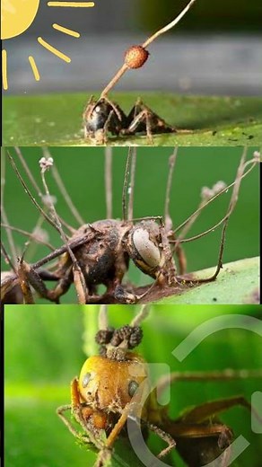 Ophiocordyceps unilateralis | Zombie Fungus