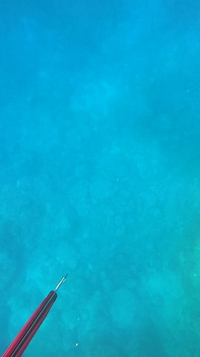 Catching a huge longnose emperor fish | Bats & Bits