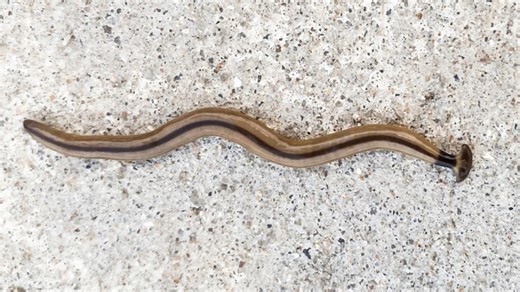 'Toxic' worms spotted after heavy rains in Central Texas. Here's how to deal with them