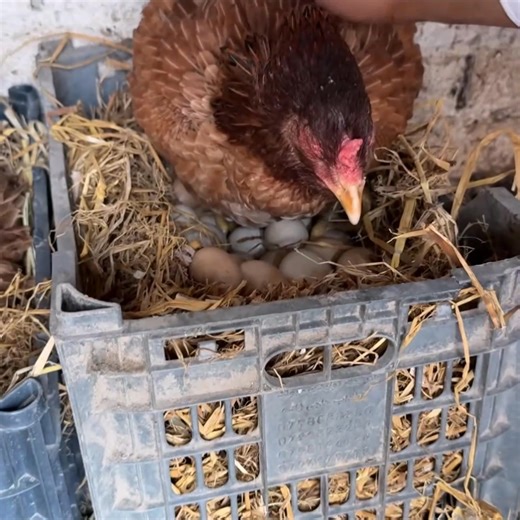 28K views · 275 reactions | Amazing natural egg hatching | Mian Inventions | Facebook