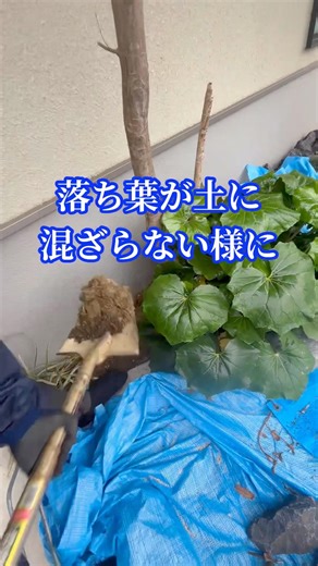 枯れた木を根から抜いたら、そこに移植できます🌳