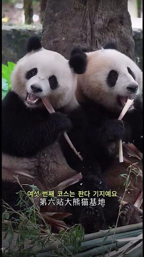 ✨ 청두, 아름다운 풍경뿐만 아니라 맛집과 느긋한 삶의 특별한 매력까지! #풍경#여행 #야경