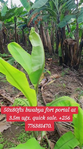 Property Manager (@propertyandjobsagencies)’s videos with son original - Pere_marcel70