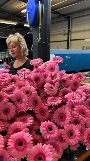 You need reel pink Gemini? You say Germini ‘Petticoat’! Take look at the after harvest sorting and packaging at grower @oudijkgerbera #gerbera #germini #florist #floraldesign @thursdofficial @Thursd