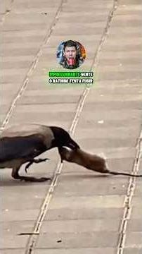 Crow attacking rat