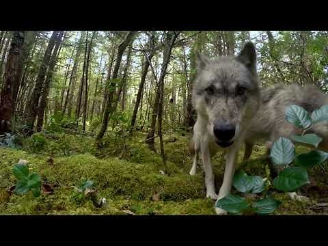 Great Bear Rainforest - Wolf Selfie