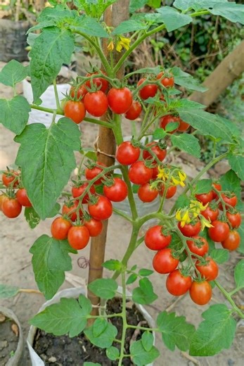 Easy Tricks for Growing Healthy Tomato Plants