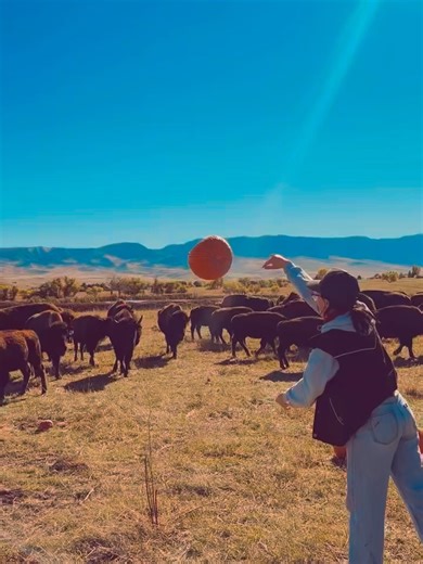 Big Horn Bison on Reels