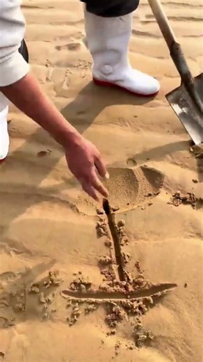 Mysterious Shell Discovery While Digging Sand on the Seaside!