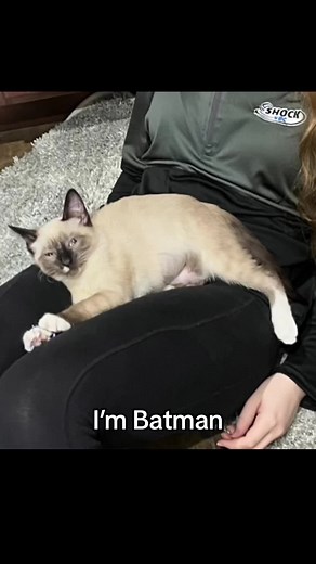 Funny Batman Memes Compilation with Kitties