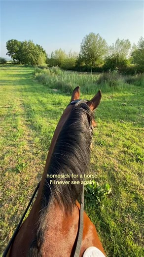 i miss her so much #fyp #equestrian #horsesoftiktok #welshcob #sold | horses