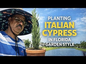 A New Tree for Our Home — Italian Cypress Pot Planting Journey
