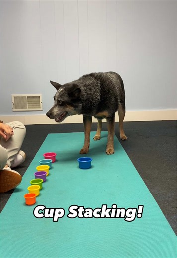 HeelerPoint on TikTok