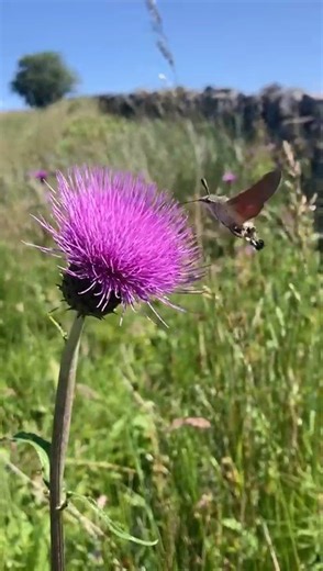 2.8K views · 58 reactions | This moth flutters its wings so quickly,...