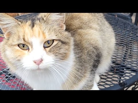 Fluffe & Pumpkin cuddles.