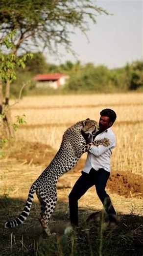 “Cheetah ने अचानक किसान पर हमला कर दिया! Real Footage⚠️”